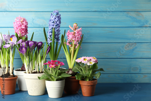 Different beautiful potted flowers on blue wooden table. Space for text © New Africa