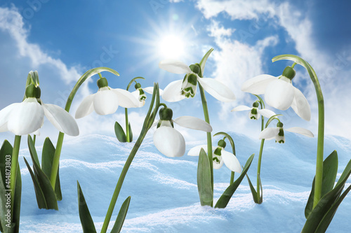 Beautiful tender spring snowdrops outdoors against blue sky