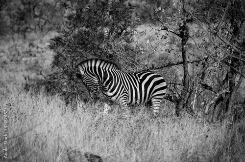 Zebra in Kruger National Park