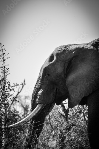 Old Tusks