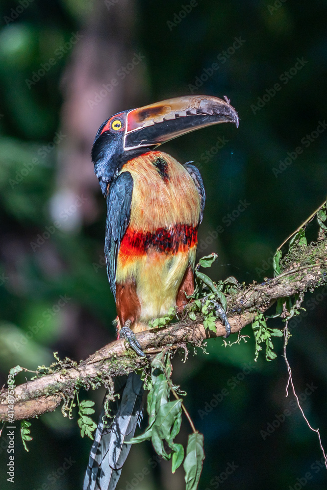 Fierybilled Aracari Pteroglossus frantzii is a toucan, a near