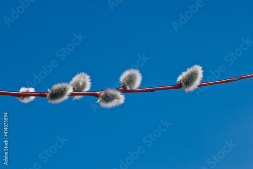 Long-leaved Violet Willow (Salix acutifolia) in the wild, Moscow region, Russia photo