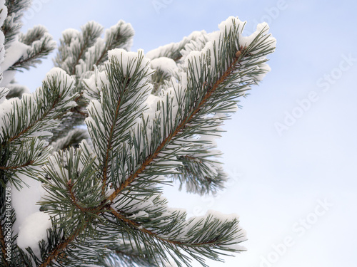 pine branch on a winter day