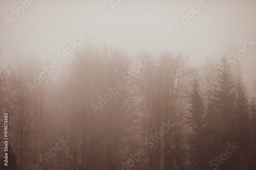 Mist and sleet storm over a cone tree forest in the Romanian Carpathian mountains during a cloudy and cold winter day.