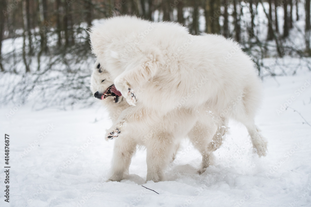 Beautiful fluffy two Samoyed white dogs is playing in the winter forest Beautiful fluffy two Samoyed white dogs is playing in the winter forest