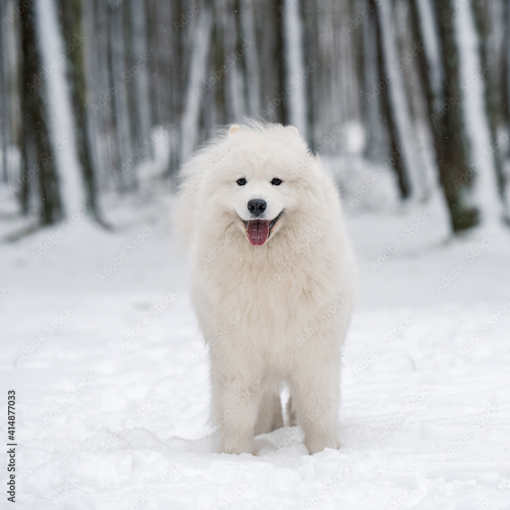 Samoyed white dog is sitting in the winter forest