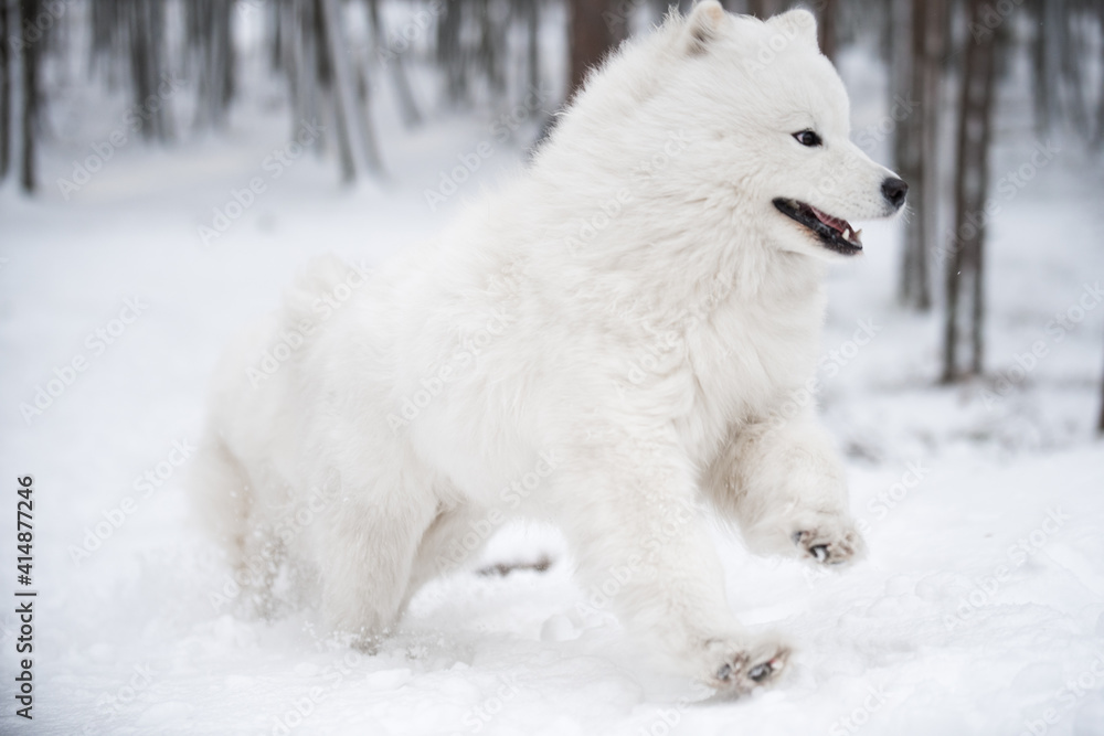 Samoyed white dog is running on snow outside Samoyed white dog is running on snow outside