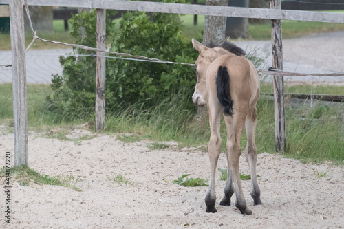 Young newborn yellow foal with a black mane and tail, curiously standing in a paddock in the sand. Buckskin or Dunhorse colt photo