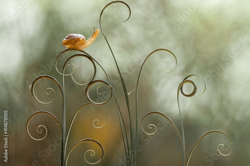 Small Snail on Leaf Edge of Kalaweit photo