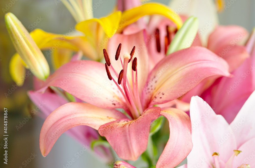 Naklejka premium Bouquet of yellow and pink lilies close-up in daylight