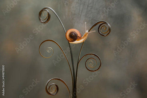 Small Snail on Leaf Edge of Kalaweit photo