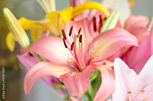 Bouquet of yellow and pink lilies close-up in daylight