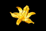 One golden lily flower black background isolated close up, beautiful single gold metal lilly, shiny yellow metallic floral pattern, decorative design element, elegant luxury decoration, illustration