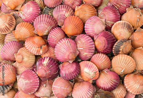 lots of scallop sea shells piled together background