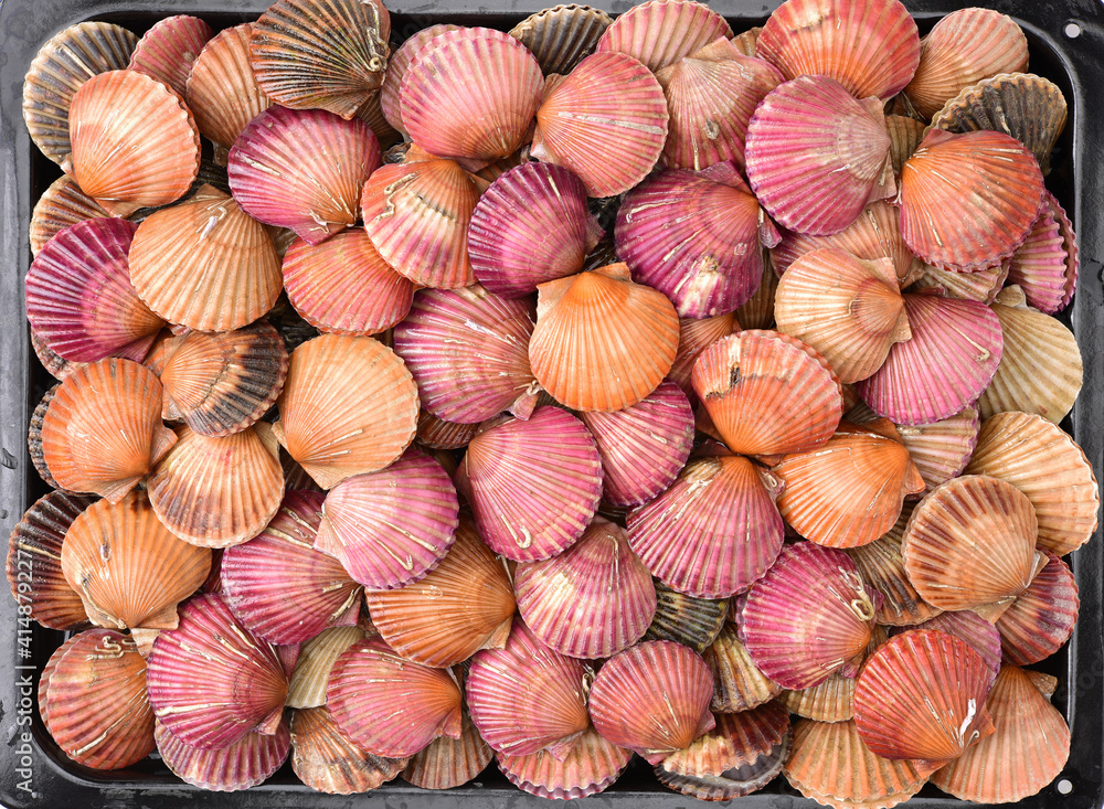 lots of scallop sea shells piled together background lots of scallop sea shells piled together background