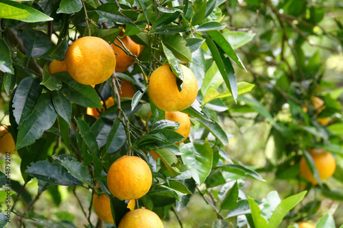 木に実ったバレンシアオレンジ