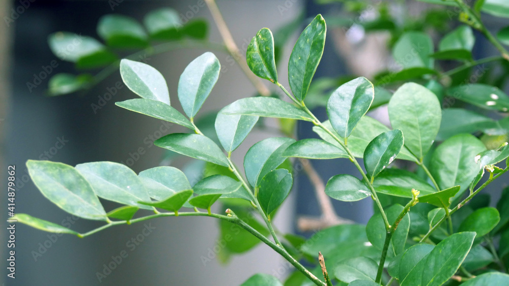 Obraz premium 緑の葉