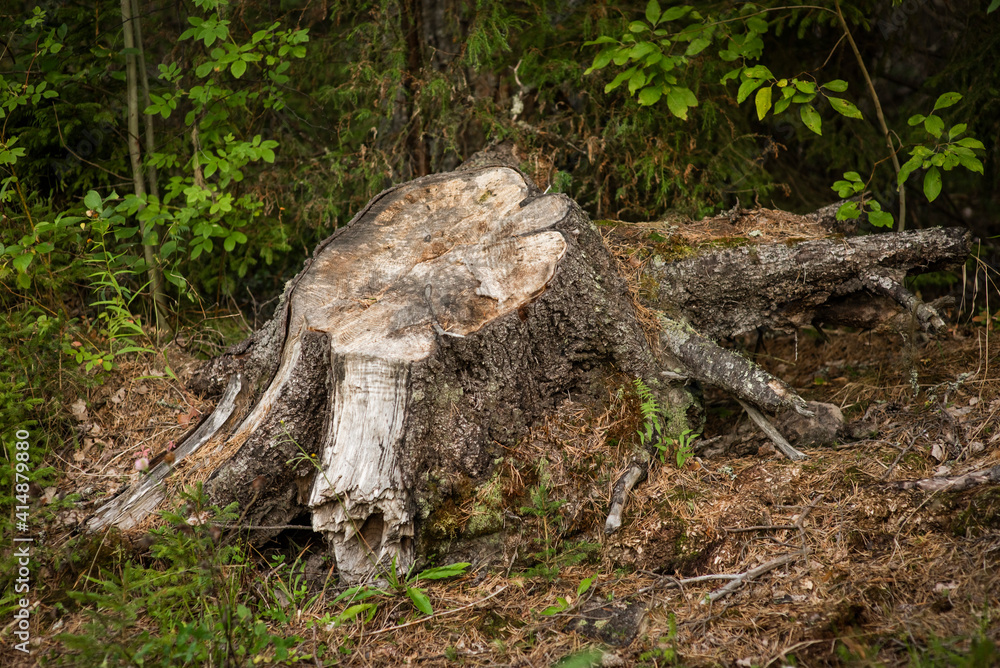 an old tree stump in the forest, selective focus an old tree stump in the forest, selective focus