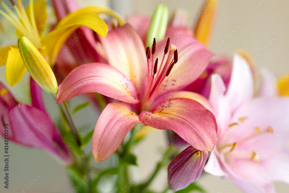 Bouquet of yellow and pink lilies close-up in daylight