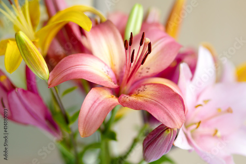 Bouquet of yellow and pink lilies close-up in daylight © NadinD