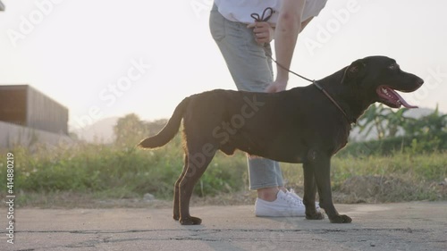 Young Labrador Retriever puppy standing still await for owner command, obedient dog training, companionship bonding and relationship, walk  a dog, petting a big energetic dog, owner taps on dog