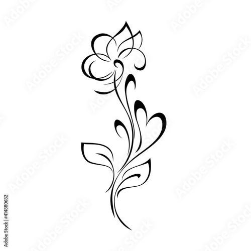 ornament 1550. unique decorative flower with large petals on a stalk with leaves and curls in black lines on a white background