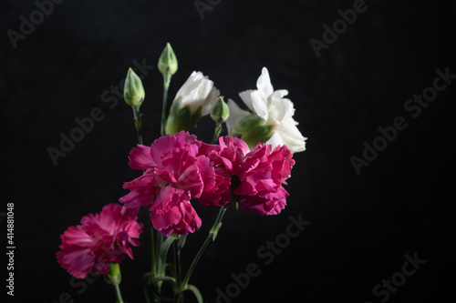 Wallpaper Mural raspberry and white carnations on a black background. Low key photo and Copy space. Torontodigital.ca