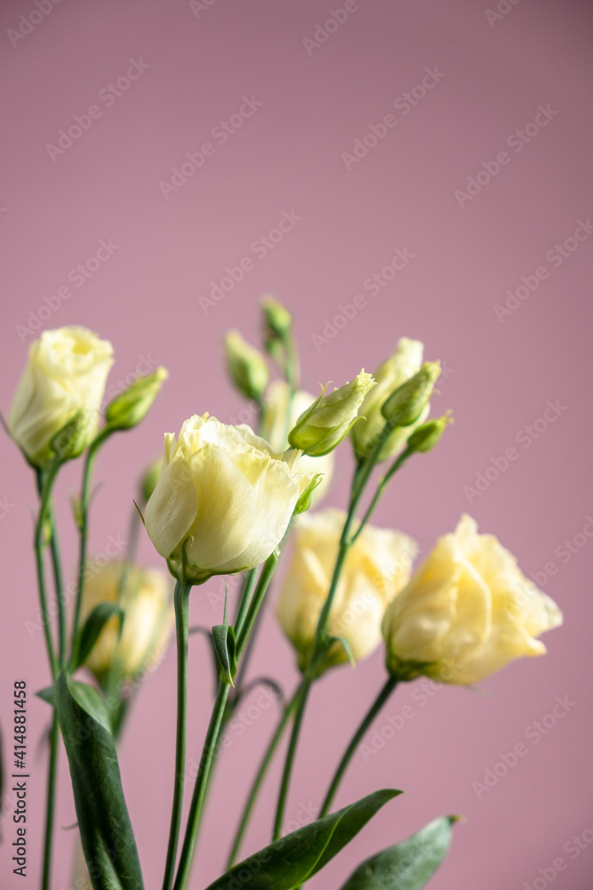 Light lisianthuses on a pink background. Mothers day and international womens day concept. Blur and selective focus Light lisianthuses on a pink background. Mothers day and international womens day concept. Blur and selective focus