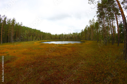 Fototapeta Naklejka Na Ścianę i Meble -  small lake in the middle of the forest
