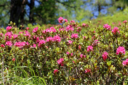 Rostblättrige Alpenrose (Rhododendron ferrugineum) Pflanze mit vielen Blüten