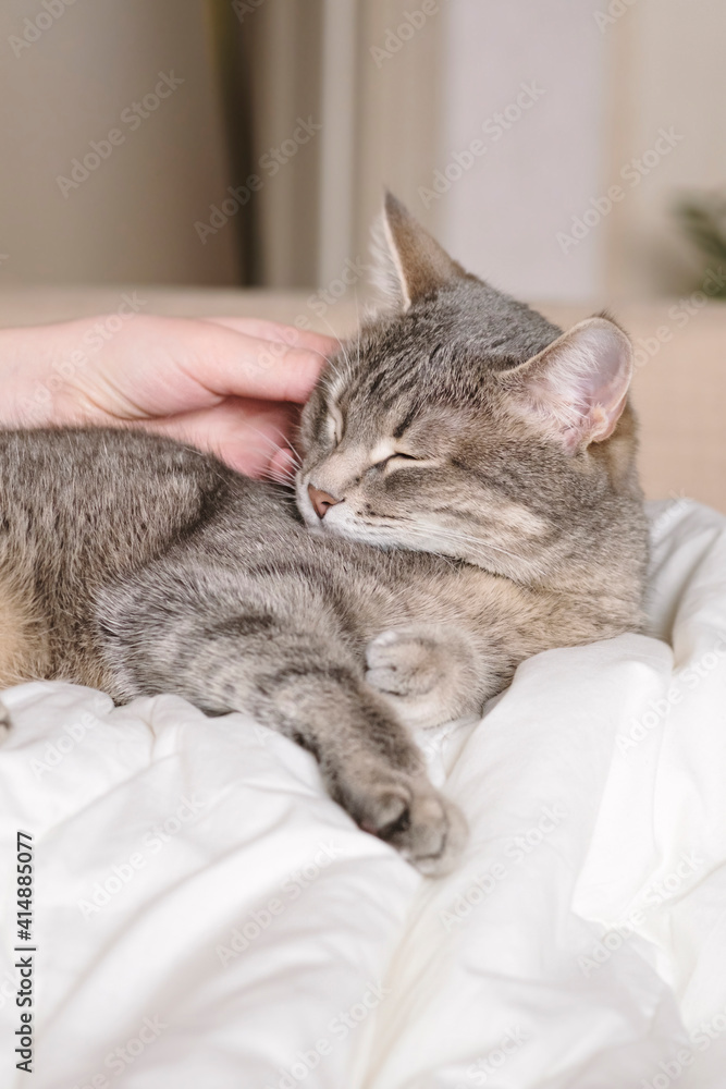 The gray striped cat lies in bed on the bed with woman's hand on a gray background. The hostess gently strokes her cat on the fur. The relationship between a cat and a person.