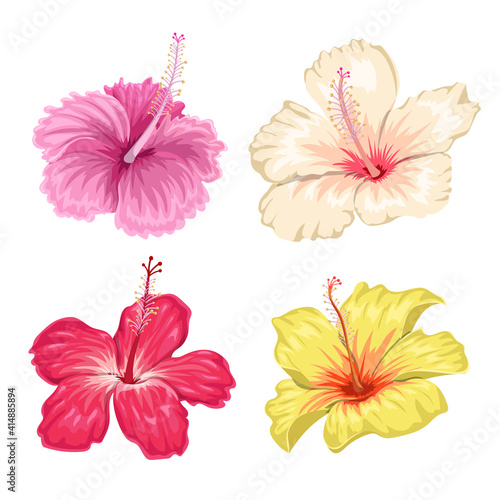 Different color hibiscus flowers. Set of beautiful tropical blooming floral. Pink, creamy, red and yellow flowers. For wedding invitations and greeting cards. Vector illustrations.