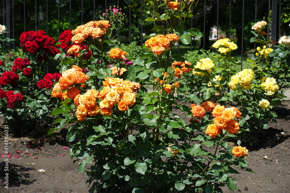 Orange, red and yellow flowers of roses in the garden in June
