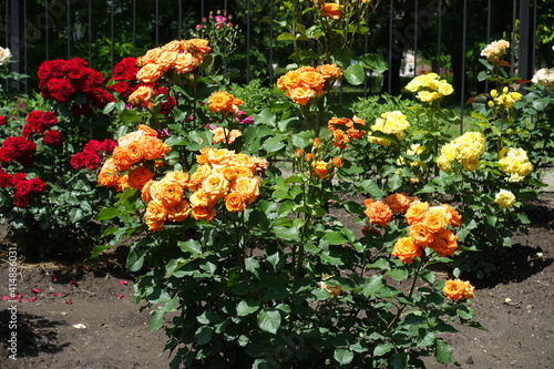 Orange  red and yellow flowers of roses in the garden in June