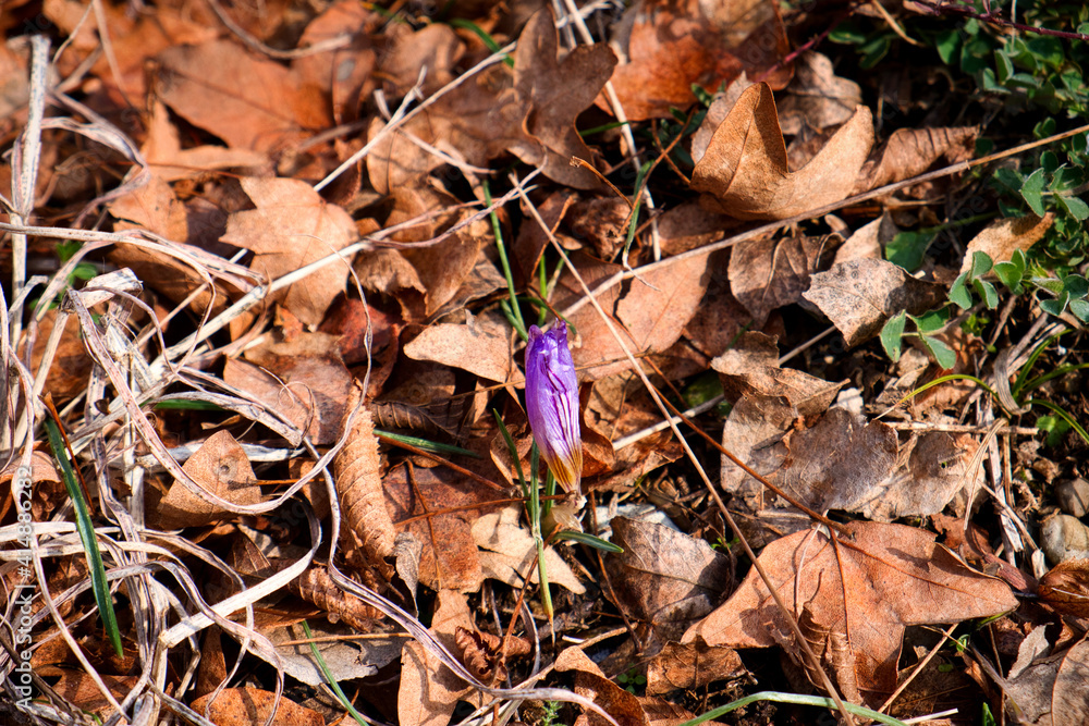 First spring flowers in Serbia - violet crocus petal in the forest of Sokobanja First spring flowers in Serbia - violet crocus petal in the forest of Sokobanja