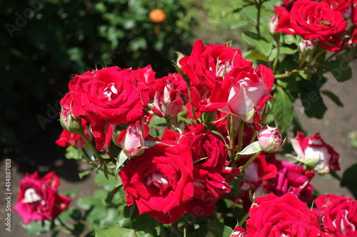 Red and white flowers of roses in June
