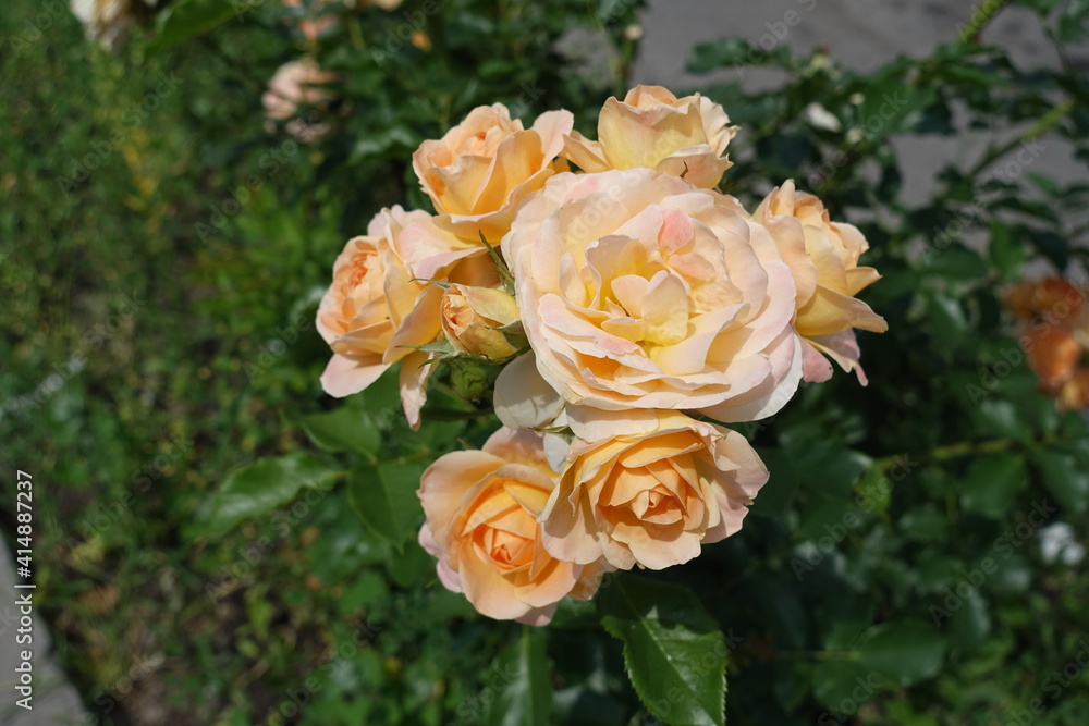 Flowers of light orange rose in May