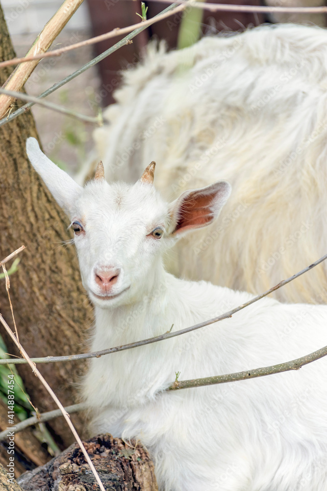 Obraz premium Cute white kid close up. The head of an animal with large yellow eyes, ears and horns. Cattle grazing. Pasture on a sunny summer day