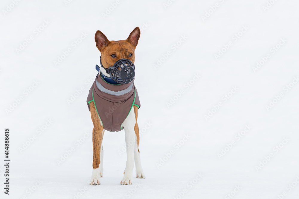 Basenji dog in muzzle, suit on winter background. training, obedience of pet. canine clothes and accessories