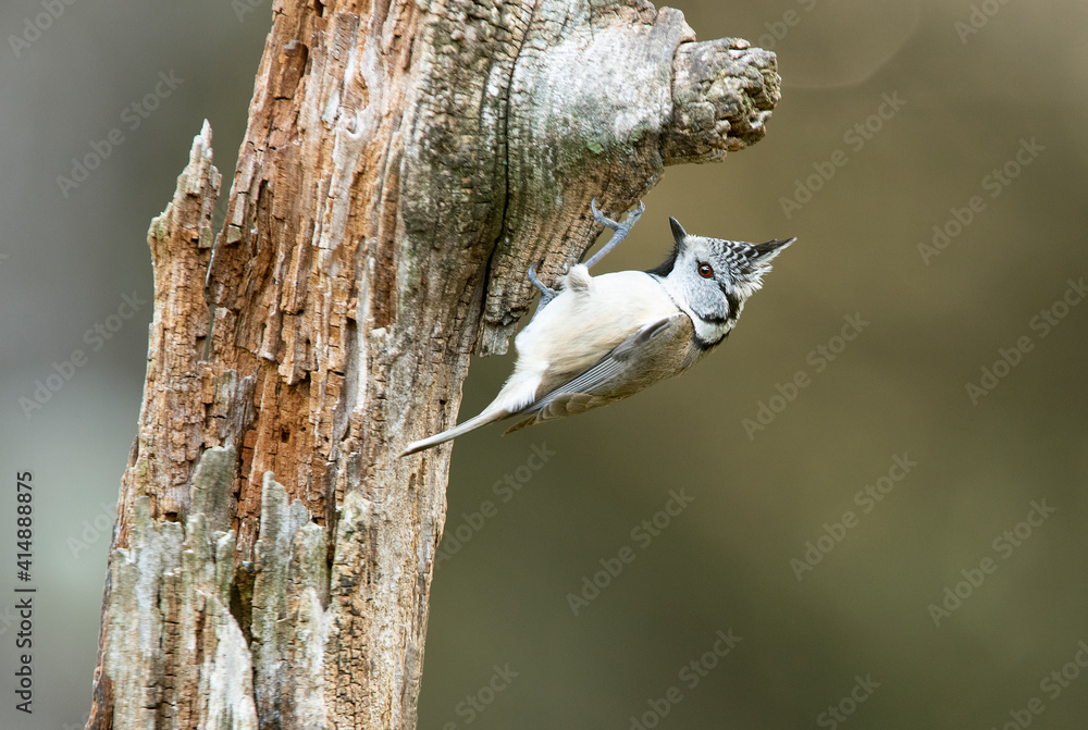 Crested tit with the last lights of the day in an oak and pine forest in winter Crested tit with the last lights of the day in an oak and pine forest in winter