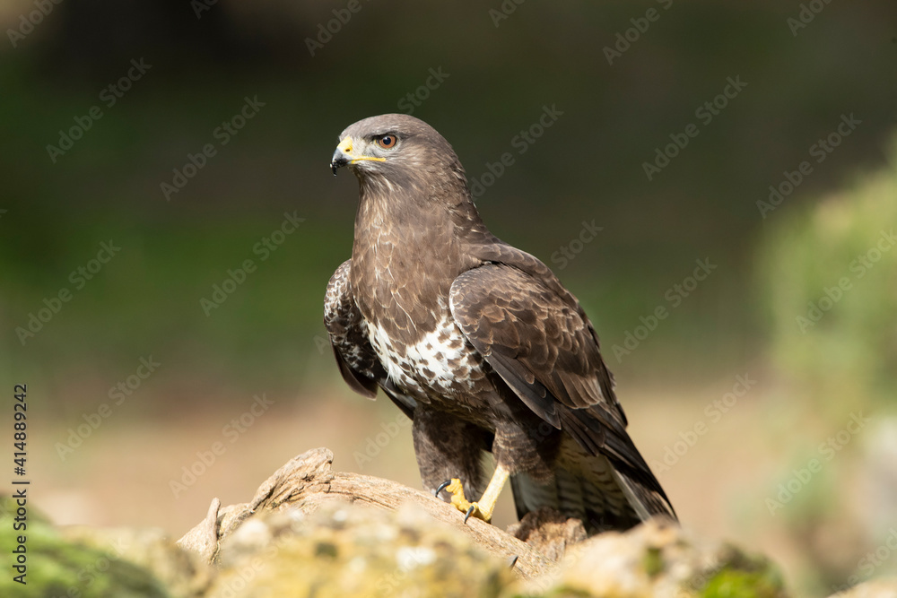 Common buzzard with the last lights of day in a pine and oak forest Common buzzard with the last lights of day in a pine and oak forest