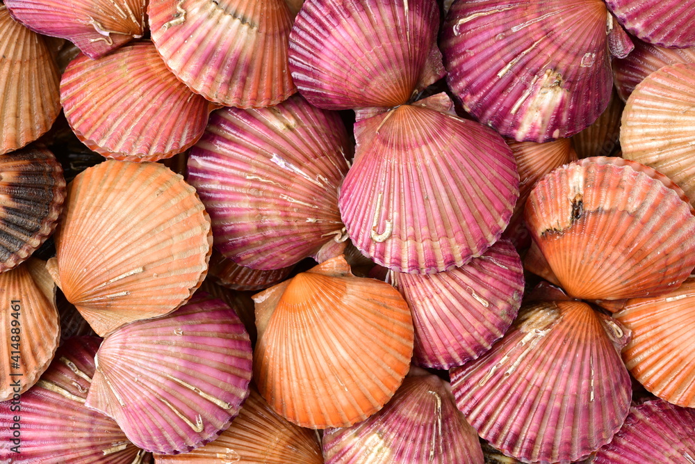 lots of scallop sea shells piled together background lots of scallop sea shells piled together background