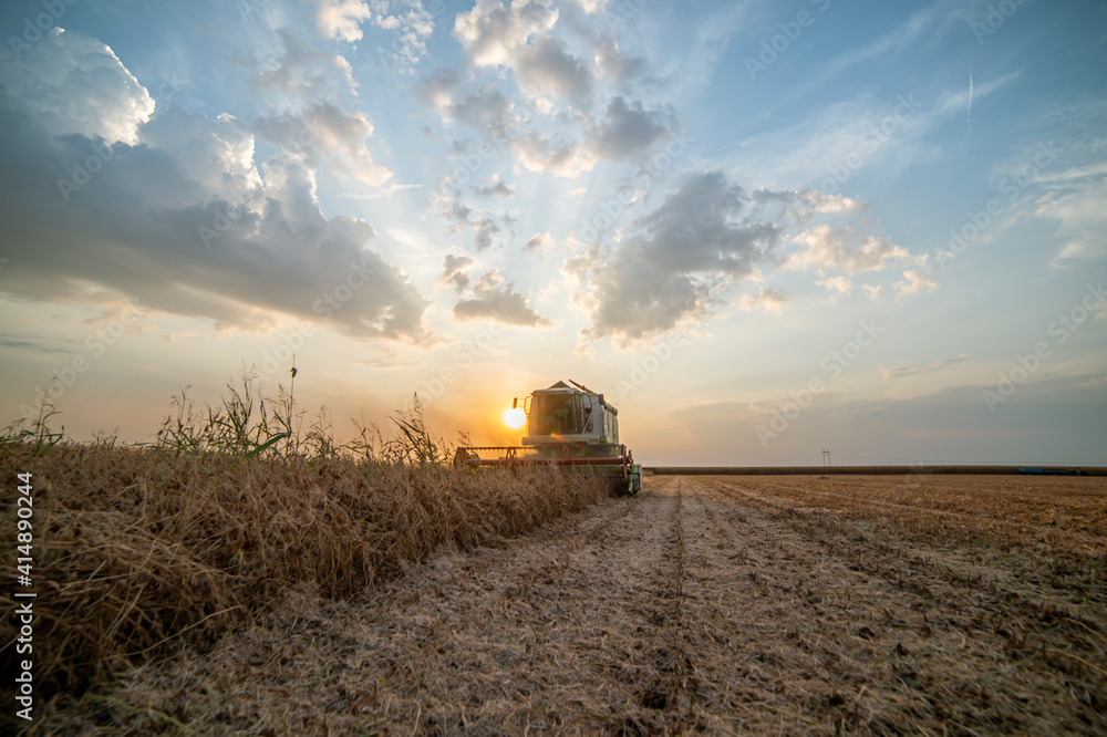 Fototapeta premium Harvesting of soybean
