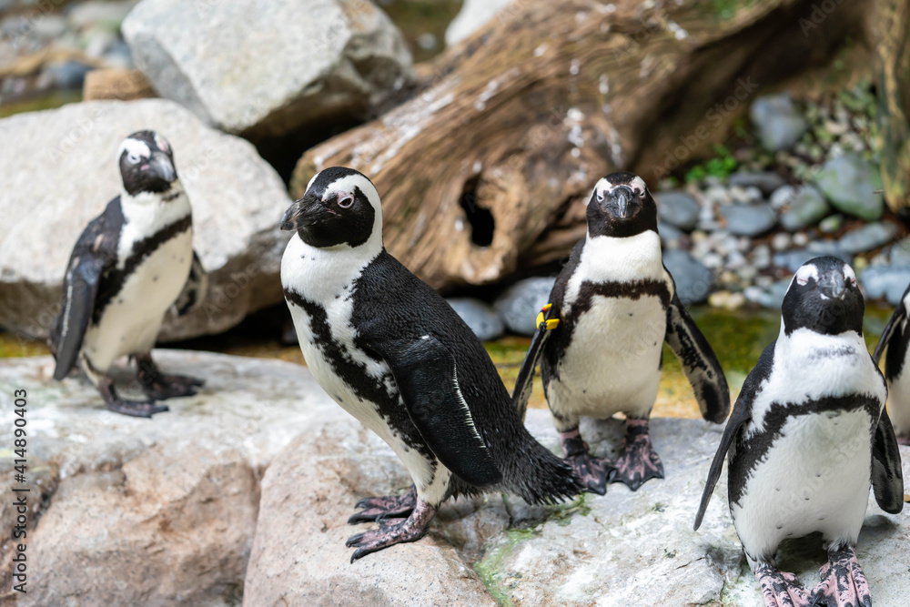 Fototapeta premium African penguin on the sandy beach. African penguin ( Spheniscus demersus) also known as the jackass penguin and black-footed penguin