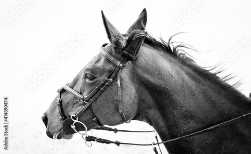 Portrait Race Horse Black and White 