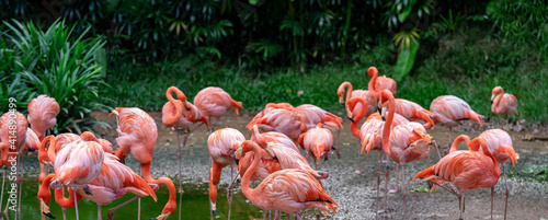 Flock of Pink Caribbean flamingos in a pond in Jurong Bird Park Singapore