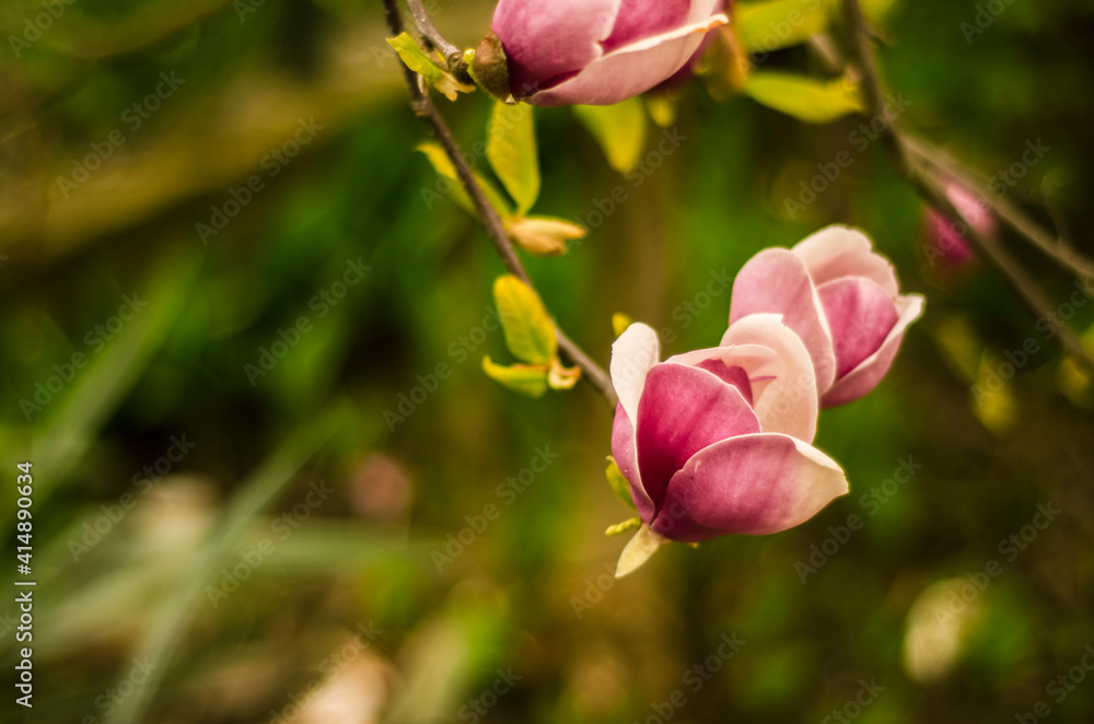 pink magnolia flowers in spring, magnolia bloom, plants in spring in Uzhgorod, nature awakening, large pink flowers, close-up magnolia petals, copy space pink magnolia flowers in spring, magnolia bloom, plants in spring in Uzhgorod, nature awakening, large pink flowers, close-up magnolia petals, copy space