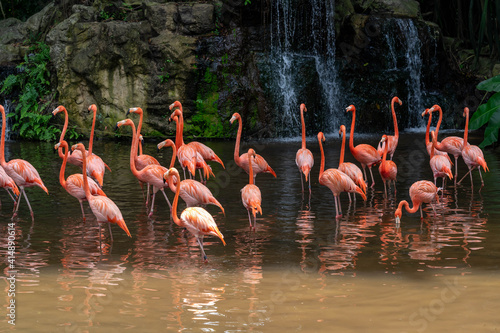 Flock of Pink Caribbean flamingos in a pond in Jurong Bird Park Singapore