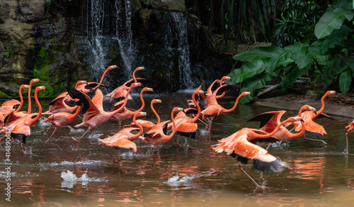 Flock of Pink Caribbean flamingos in a pond in Jurong Bird Park Singapore photo