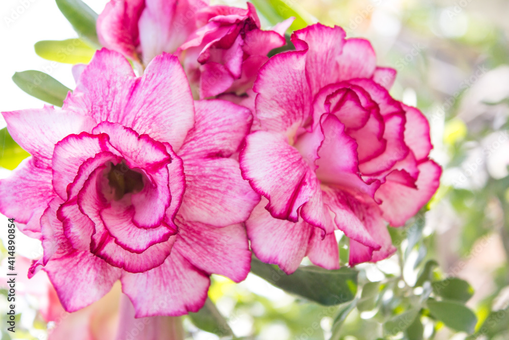 A beautiful, fresh, natural flower business in the backyard. A beautiful, fresh, natural flower business in the backyard.